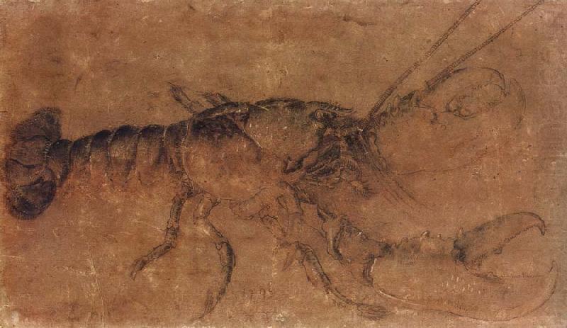 A Lobster, Albrecht Durer